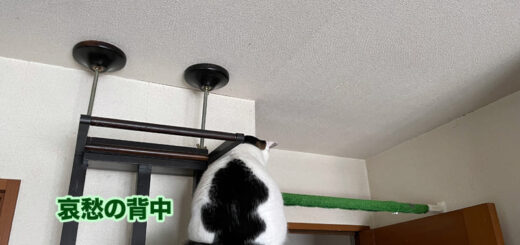 キャットタワーの上のトトちん