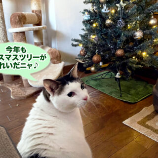 トトちんとクリスマスツリー