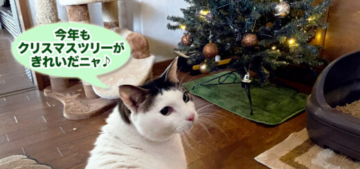 トトちんとクリスマスツリー