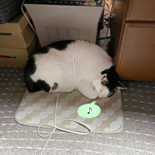 ホットカーペットの上のトトちん