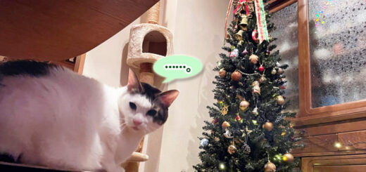 トトちんとクリスマスツリー