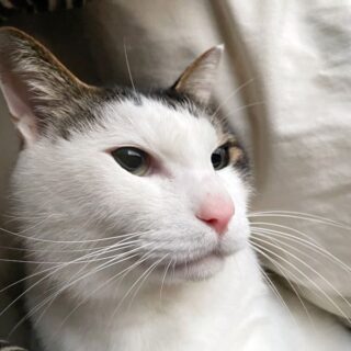 ねこねーさんを心配するトトちん