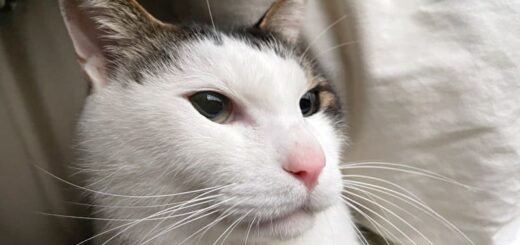 ねこねーさんを心配するトトちん