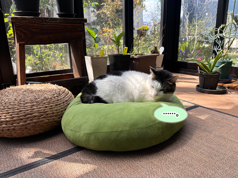 テラスでお昼寝中のトトちん