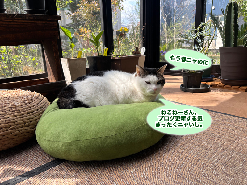 テラスでお昼寝中のトトちん