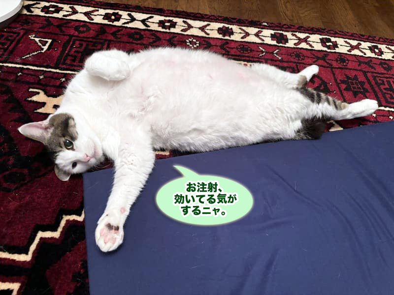 糖尿病治療中のトトちん