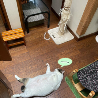 ニャンガーストライキ中のトトちん