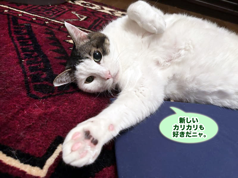 糖尿病治療中のトトちん
