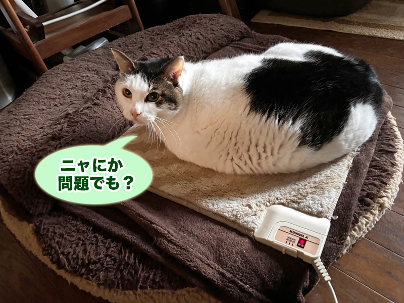 ホカぺ独占中のトトちん