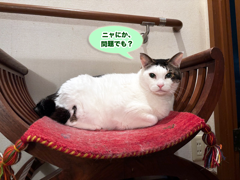 スツールの上のトトちん