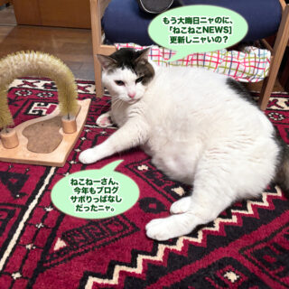 リビングでまったりしているトトちん