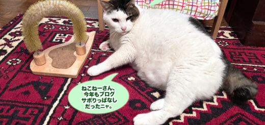 リビングでまったりしているトトちん