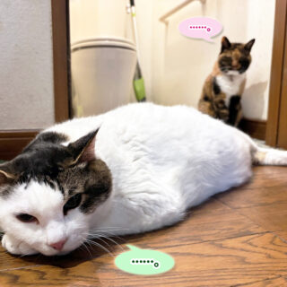 廊下とトイレでまったりしているトトちんとビビ子さん