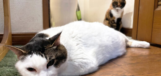 廊下とトイレでまったりしているトトちんとビビ子さん