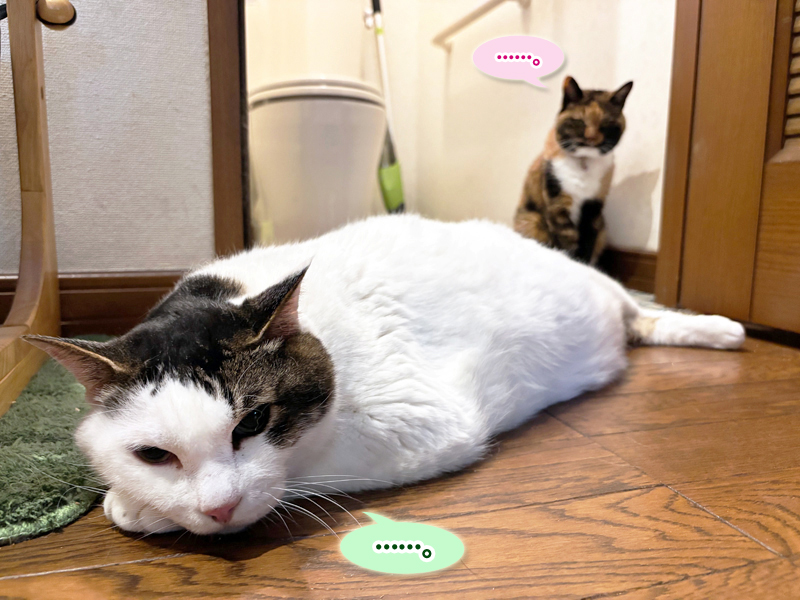 廊下とトイレでまったりしているトトちんとビビ子さん
