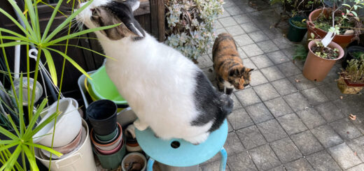バルコニーでつまみ食いをするトトちん