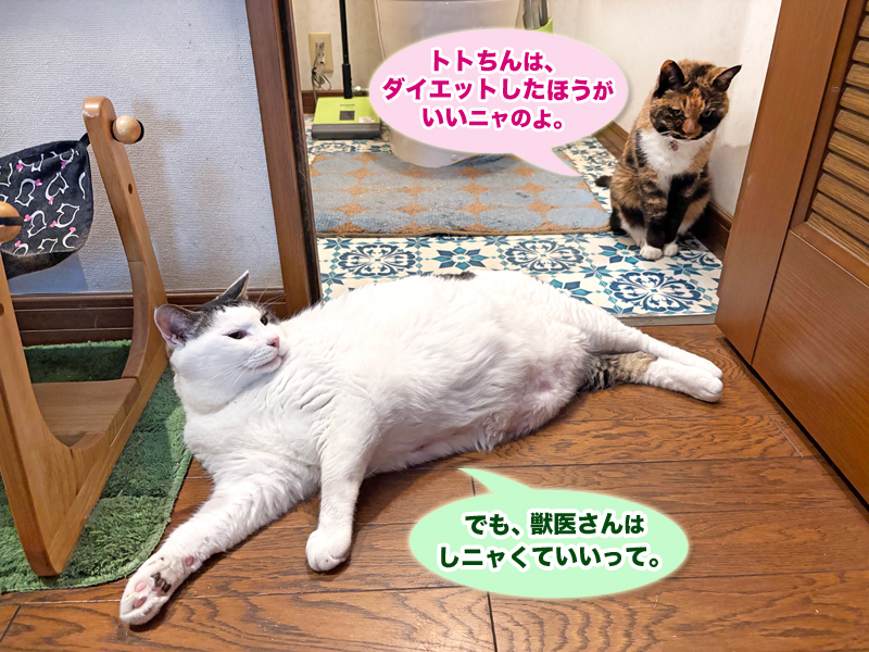 廊下とトイレでまったりしているトトちんとビビ子さん