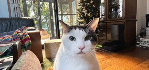 リビングでくつろぐトトちん