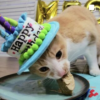 10歳のお誕生日を迎えたトレッキー君