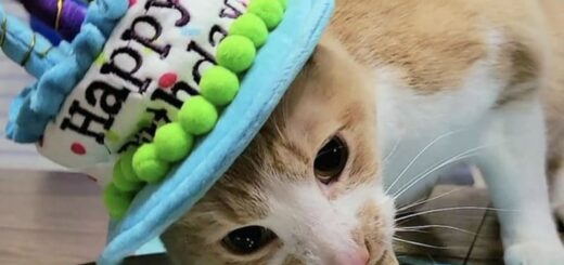 10歳のお誕生日を迎えたトレッキー君