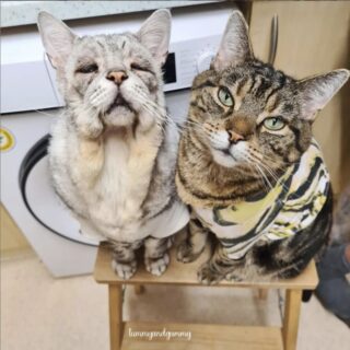 エーラス・ダンロス症候群のトビー君とレオ君