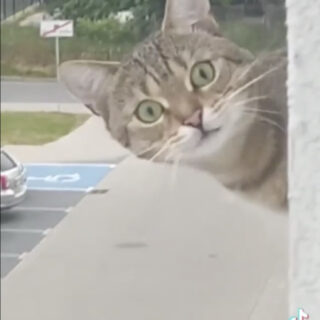 窓から乗り出してカメラを凝視していた近所の猫