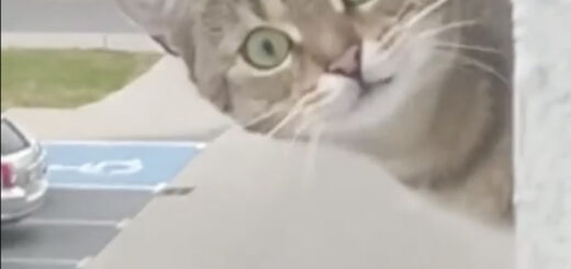 窓から乗り出してカメラを凝視していた近所の猫