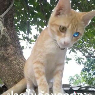 メタリックカラーの左目の色がブルーからゴールドに変化するタイ在住の猫