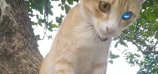 メタリックカラーの左目の色がブルーからゴールドに変化するタイ在住の猫