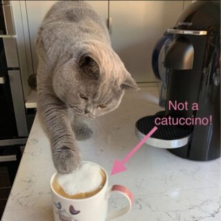 カプチーノが好きな猫、ヴィニー君