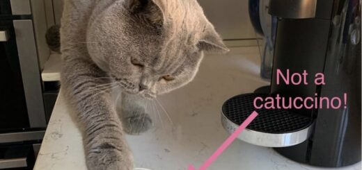 カプチーノが好きな猫、ヴィニー君