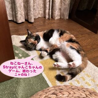 リビングでゴロニャンモードのビビ子さん