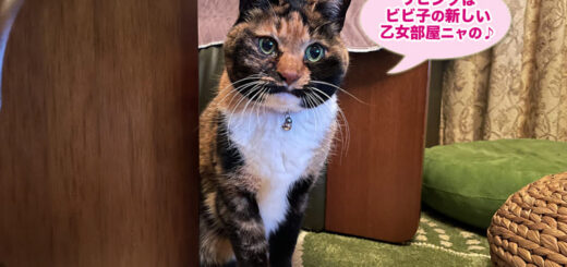 リビングのビビ子さん