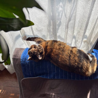 仕事部屋の窓辺でひなたぼっこしながらお昼寝しているビビ子さん