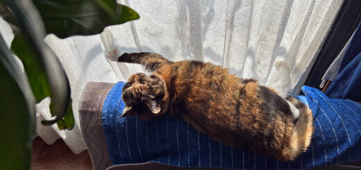 仕事部屋の窓辺でひなたぼっこしながらお昼寝しているビビ子さん