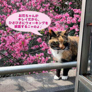 春のウォーキングを披露するビビ子さん