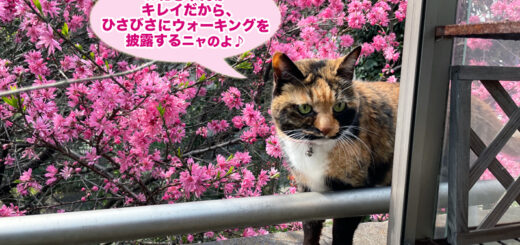 春のウォーキングを披露するビビ子さん