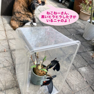 羽化したばかりのクロアゲハとビビ子さん