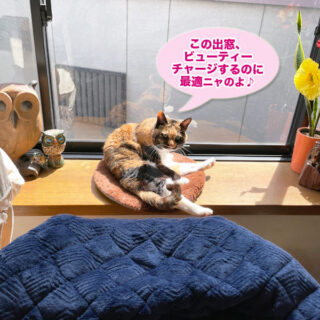 出窓でビューティーチャージしているビビ子さん