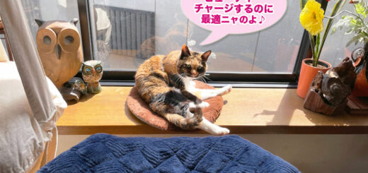 出窓でビューティーチャージしているビビ子さん