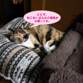 寝室の長座布団の上のビビ子さん