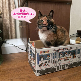 たま電車BOXにINしているビビ子さん