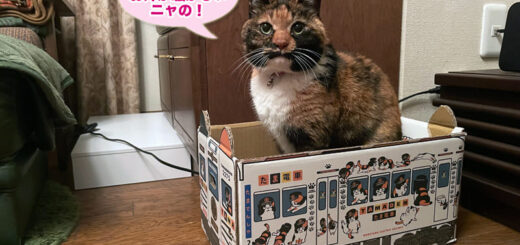 たま電車BOXにINしているビビ子さん