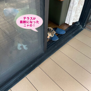 新しくなったテラス囲いをチェックするビビ子さん