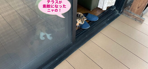 新しくなったテラス囲いをチェックするビビ子さん