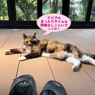 テラスでまったりするビビ子さん