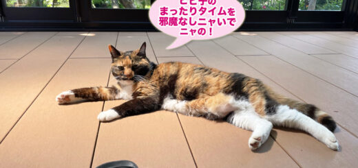 テラスでまったりするビビ子さん