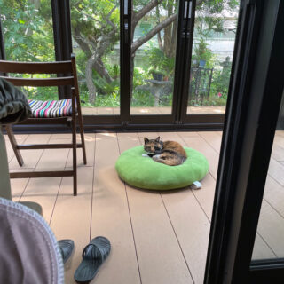 テラスのモチモチクッションの上でくつろぐビビ子さん