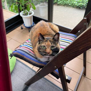 テラスのビビ子さん