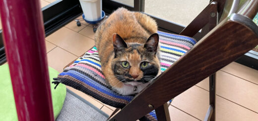 テラスのビビ子さん